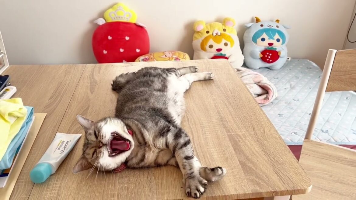 ねぇねの推し活部屋でくつろぐあいちゃん #猫 #アメリカンショートヘア