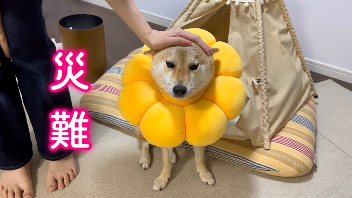 苦手な病院に直行後、自宅でお漏らしして災難だらけの一日にションボリする柴犬