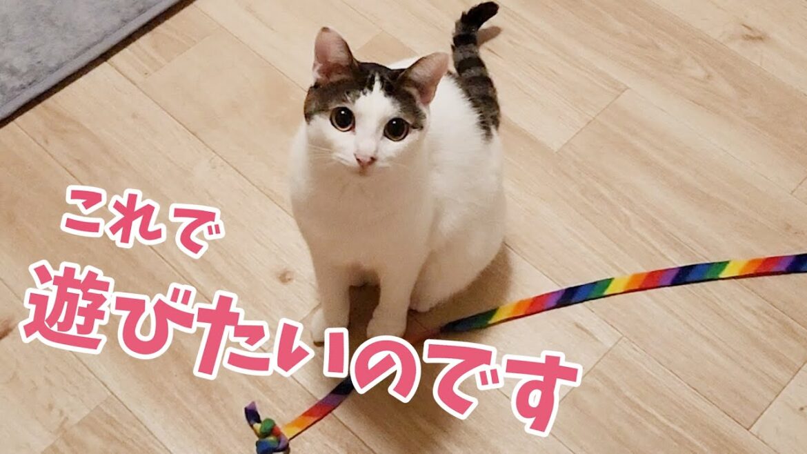 飼い主に遊んでほしい猫、お気に入りのおもちゃを持ってやってきました