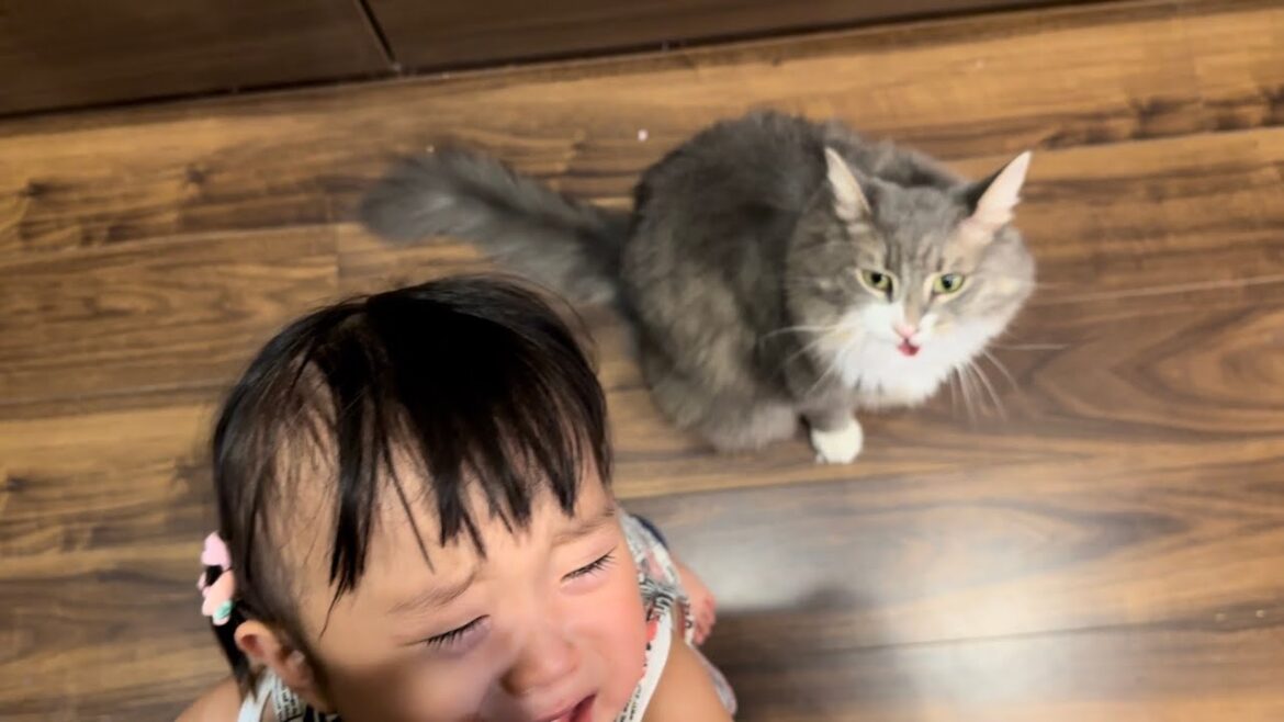 甘えたくて近付く猫　ノルウェージャンフォレストキャットA sweet and approachable cat. Norwegian Forest Cat.