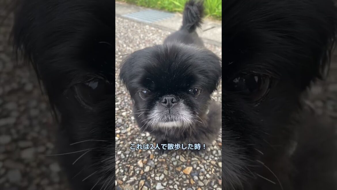 【犬猿の仲レアモン】ペキニーズ  の動画編集してみた #dog #peki #犬のいる暮らし #ペキニーズ