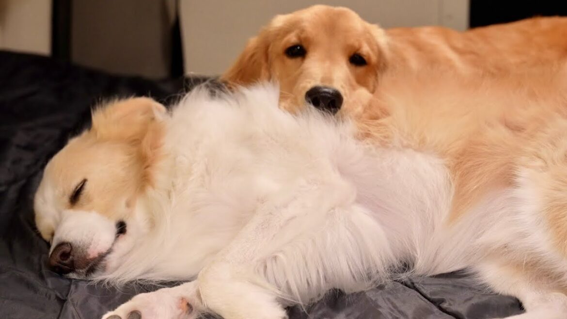猛暑に最悪なトラブル発生!! 犬と猫を連れて避難しました…【#ボーダーコリー#ゴールデンレトリバー】 猛暑に最悪なトラブル発生!! 犬と猫を連れて避難しました…【#ボーダーコリー#ゴールデンレトリバー】