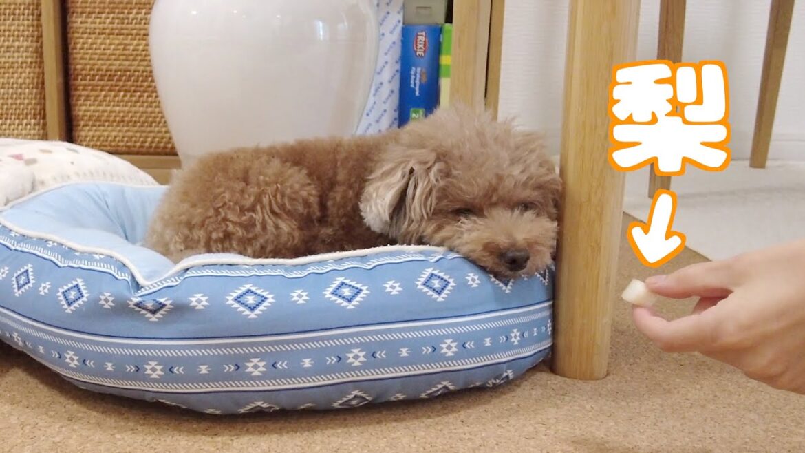 寝ている愛犬の前に梨を差し出したらこんな反応されましたｗ