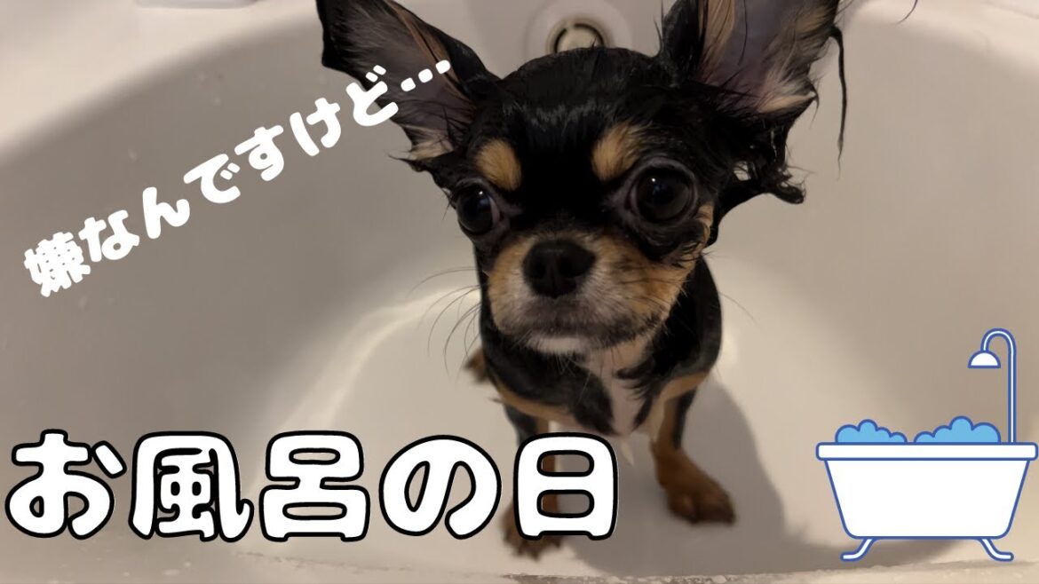 子犬のチワワのお風呂！！それを見守る先輩犬#フレンチブルドッグ #キャバリア #チワワ #多頭飼い #いぬ