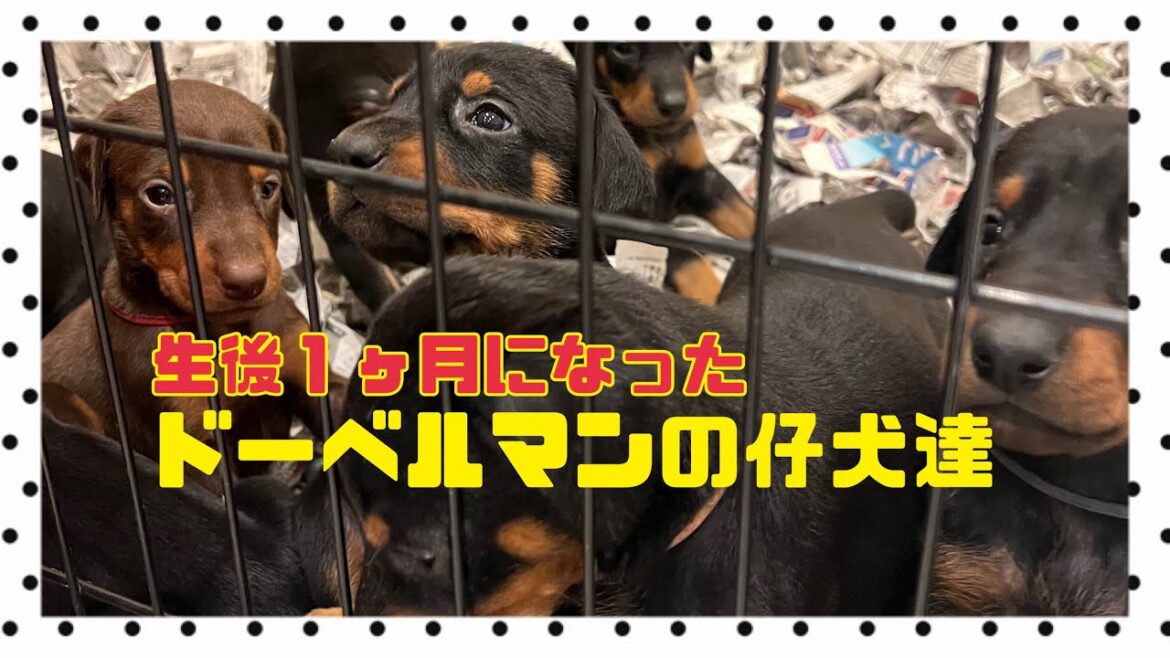 【生後１ヶ月】ドーベルマンの仔犬達が１ヶ月たちました❗️スクスク成長中❗️