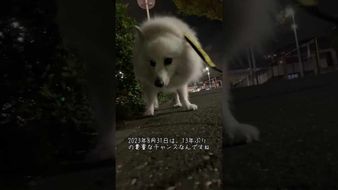 愛犬と夏の夜の2023 スーパーブルームーン【日本スピッツ】 #shorts #日本スピッツ #スーパーブルームーン