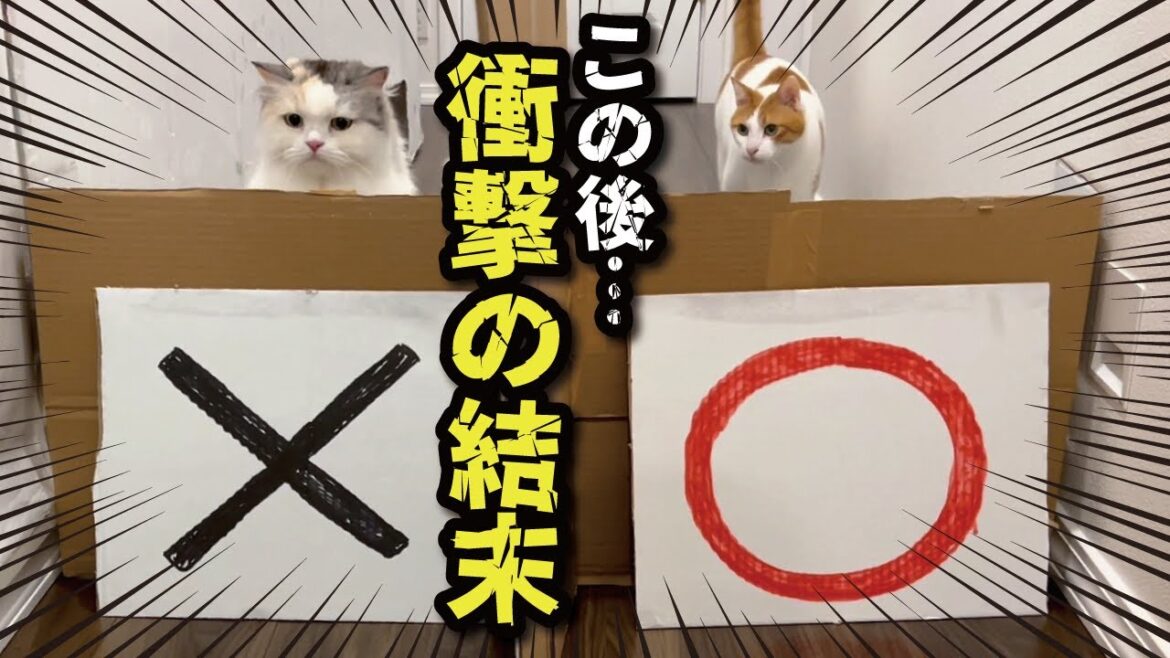 まるばつ対決をしていたらガチでとんでもない事が起きました…！！