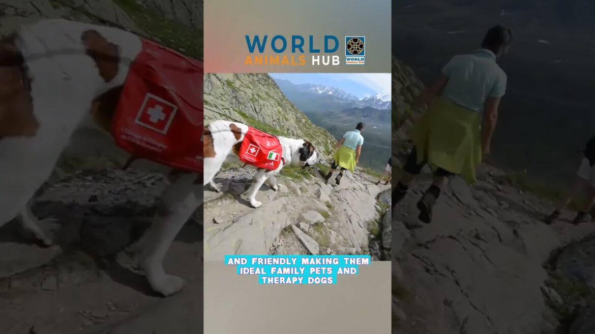 St  Bernard ๐ถ One Of The Biggest Dog Breeds In The Word #shorts St  Bernard ๐ถ One Of The Biggest Dog Breeds In The Word #shorts