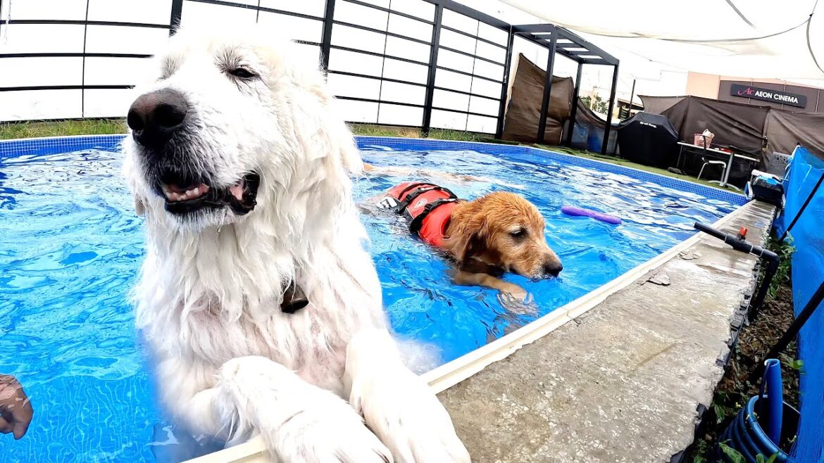 泳いでないのに疲れている グレートピレニーズ と永遠に泳いでいる ゴールデンレトリバー