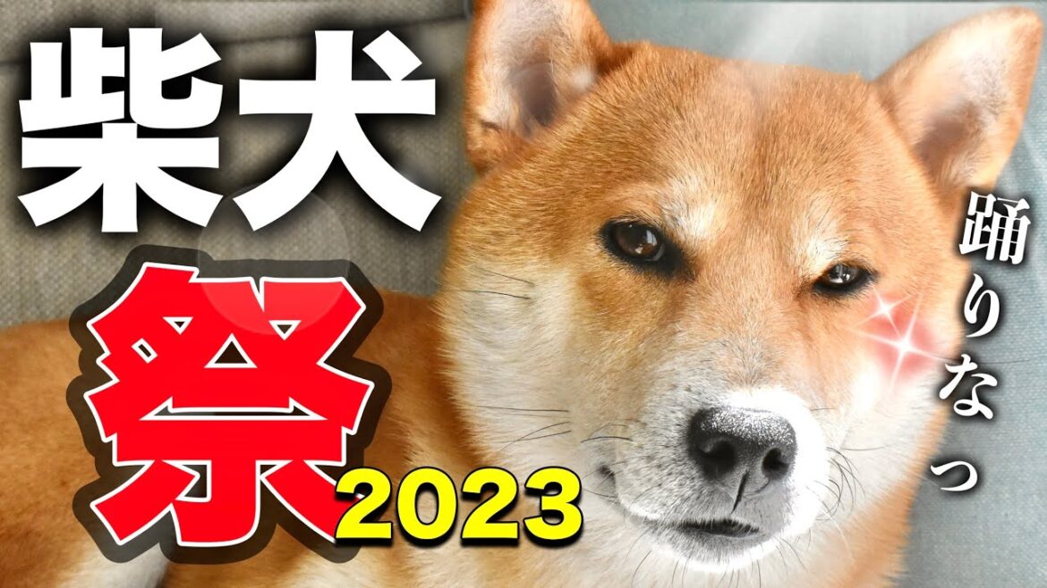 大人気のアニメキャラクターと共に主役を張る柴犬こむぎが◯◯になります！！【あるじのステップ】三浦半島ジブリ〜特別編〜