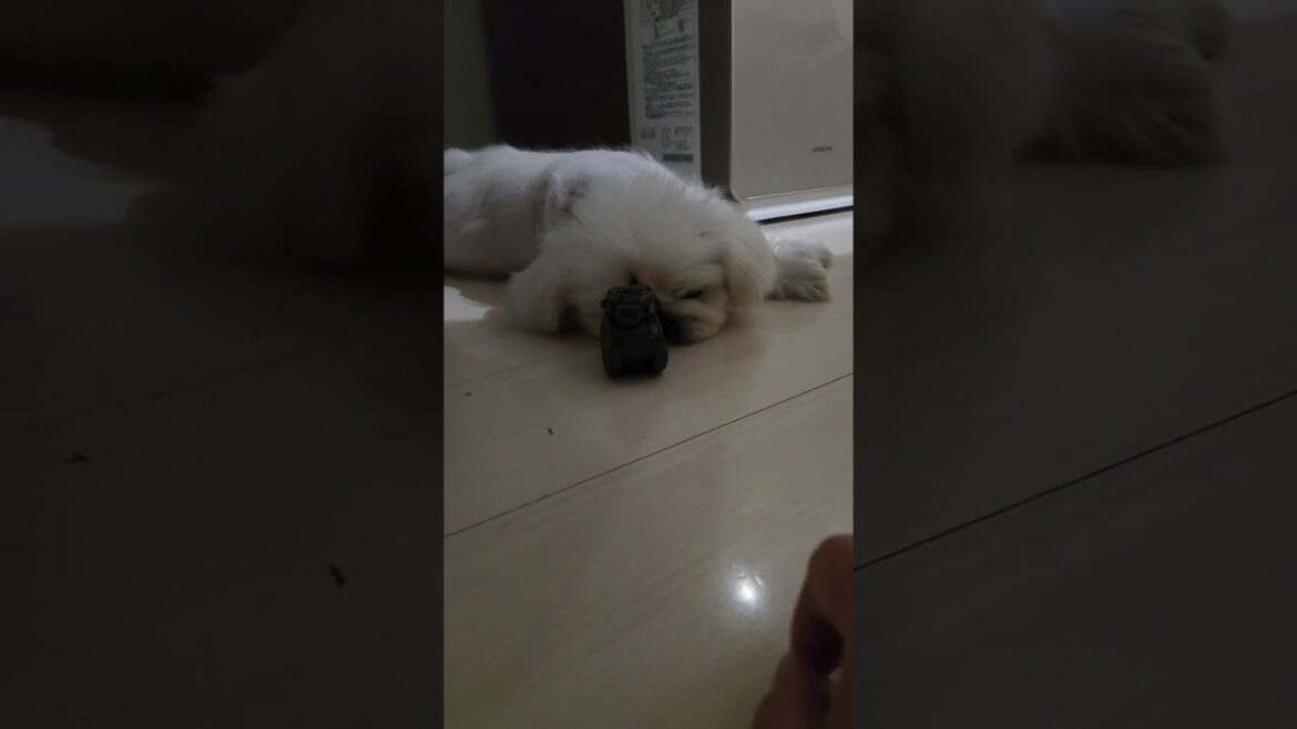 【ペキニーズ】そんなことじゃ起きない❗