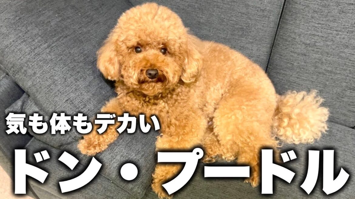 何をしてもビビらないうちのデカプーを”あるもの”を使って怖がらせてみた。 何をしてもビビらないうちのデカプーを"あるもの"を使って怖がらせてみた。