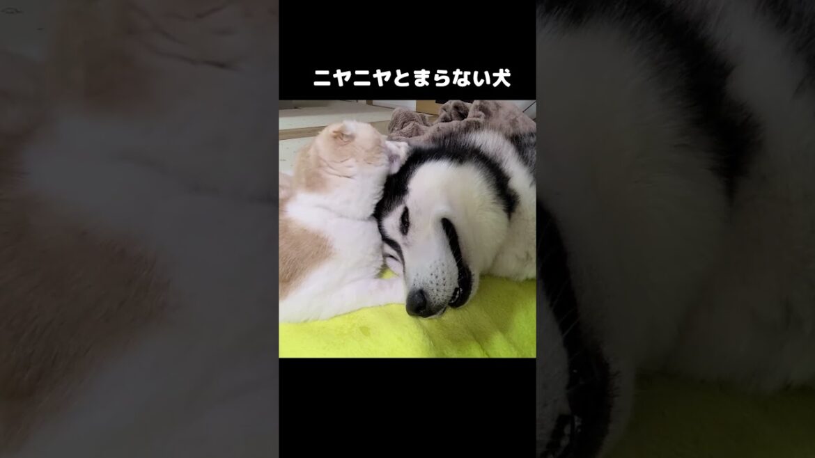 猫がいてニヤニヤが止まらない犬#shorts