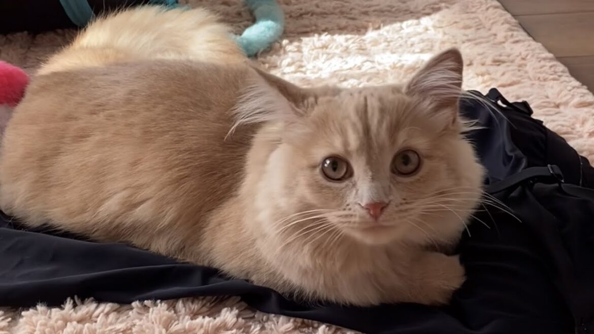 【ユニクロのエアリズムのブラトップキャミソールを奪う猫】お出かけ前の攻防戦❤️