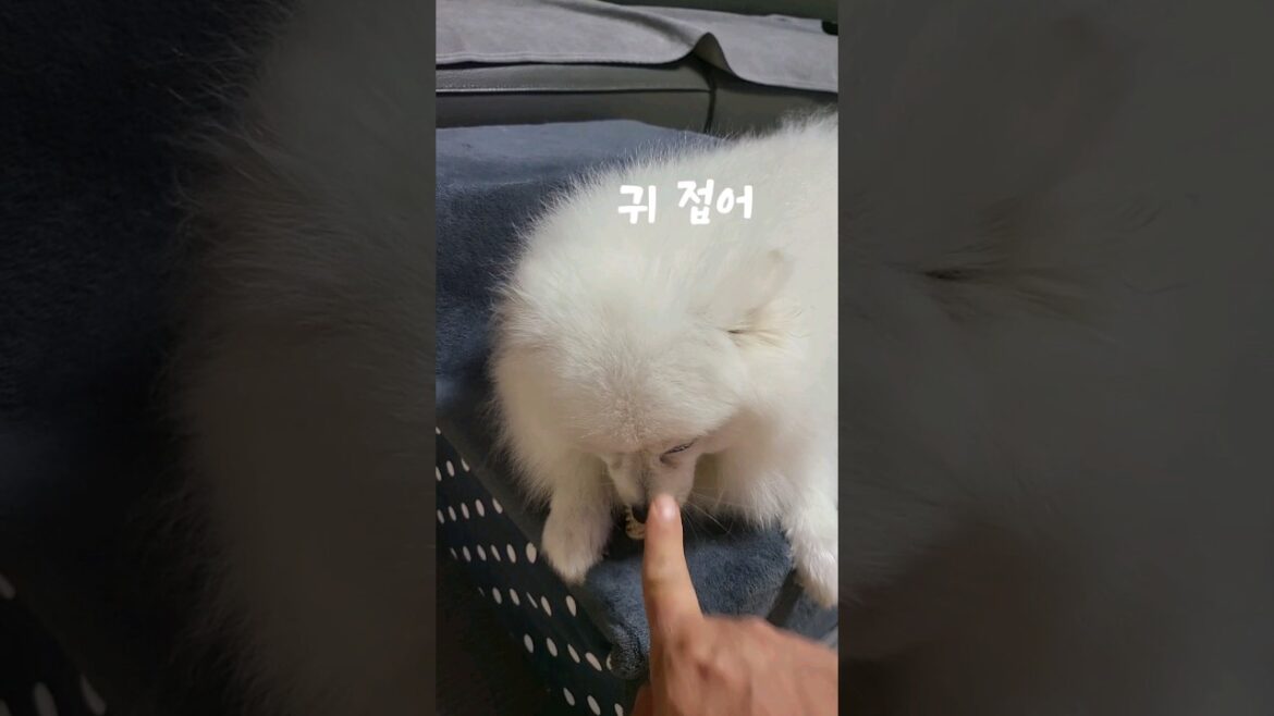 코코코!! 귀 접어 #강아지 #강아지놀이 #포메라니안