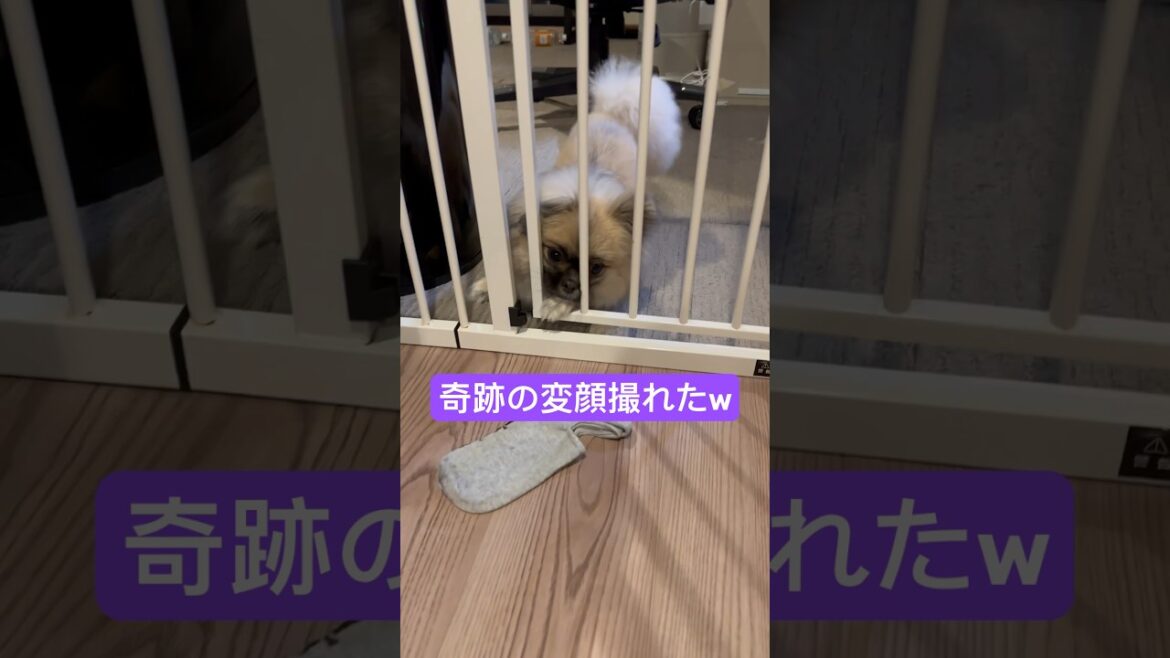 イタズラ犬おこげの奇跡の変顔 #short #ペキポメ #ポメペキ
