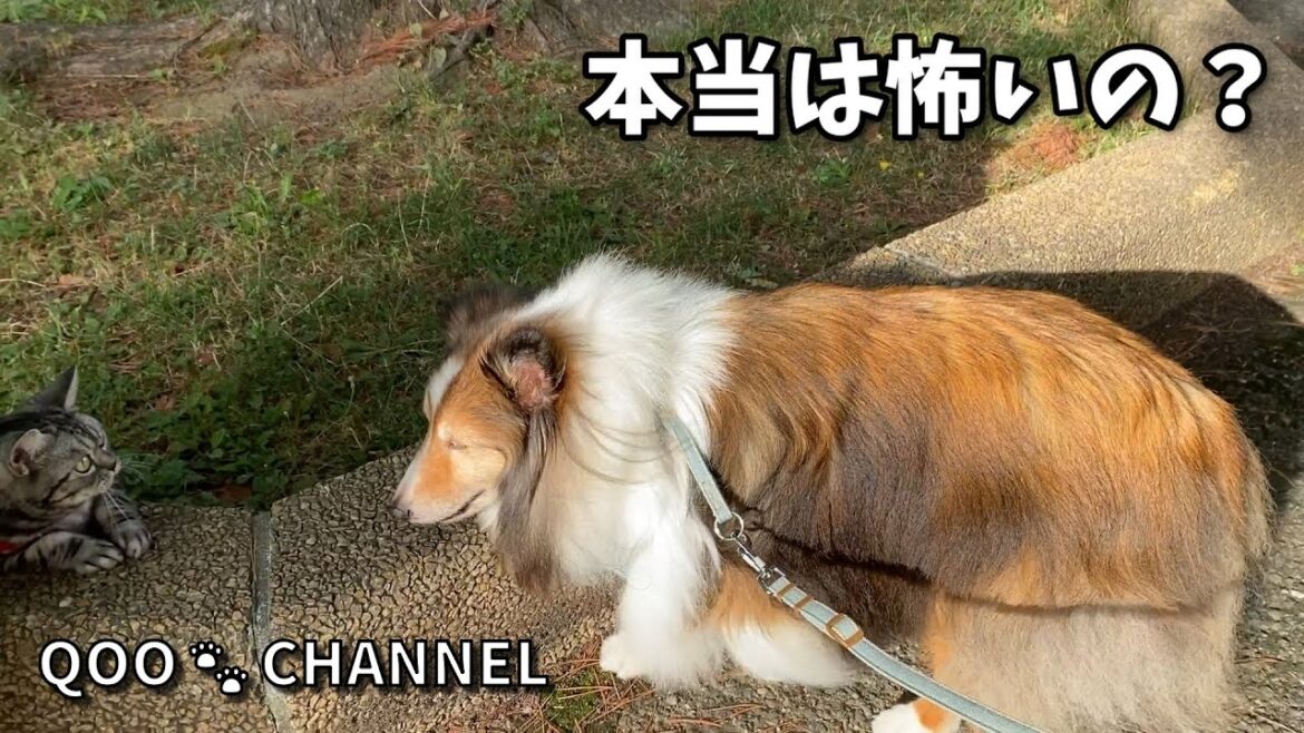 本当は怖いの? 《シェルティ/アメショ》 本当は怖いの? 《シェルティ/アメショ》