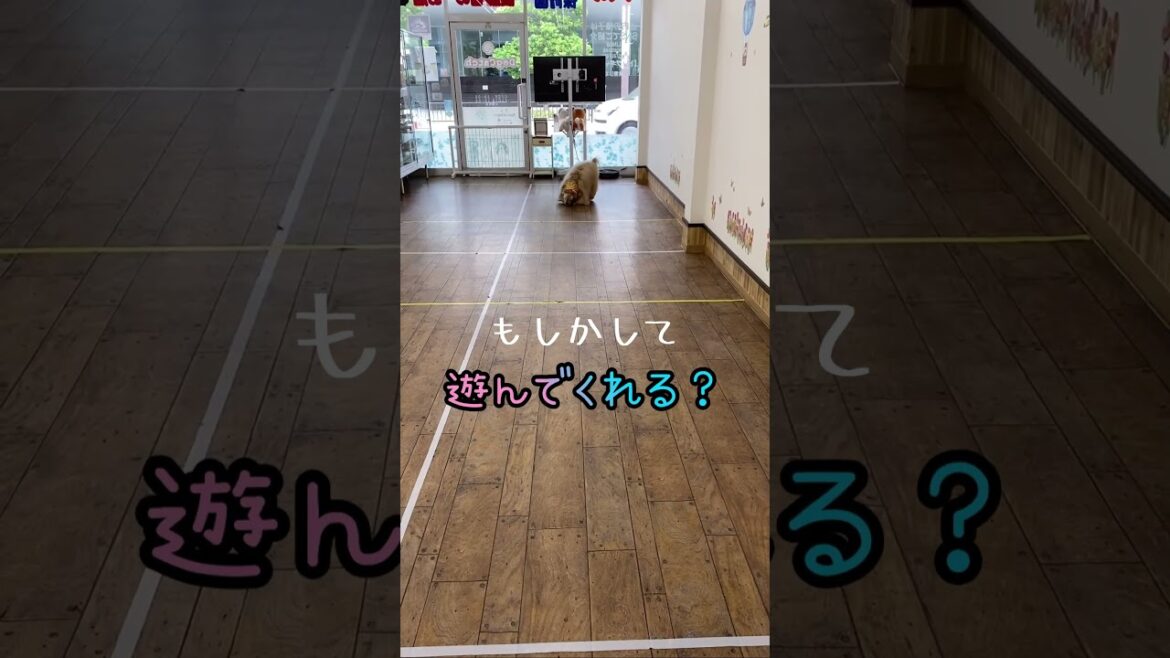 6000円の犬用ボールを買って、アメリカンコッカースパニエルと遊んでみた #shorts 6000円の犬用ボールを買って、アメリカンコッカースパニエルと遊んでみた #shorts