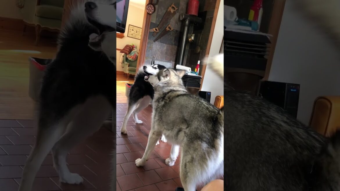 What Exactly Is Going On Here #alaskanmalamutes #alaskanmalamute #dogbehaviour