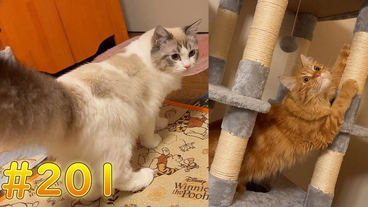 【猫】【cat】マイキーが最近、汚い場所を好んでます!【ペット】【動物】 【猫】【cat】マイキーが最近、汚い場所を好んでます!【ペット】【動物】