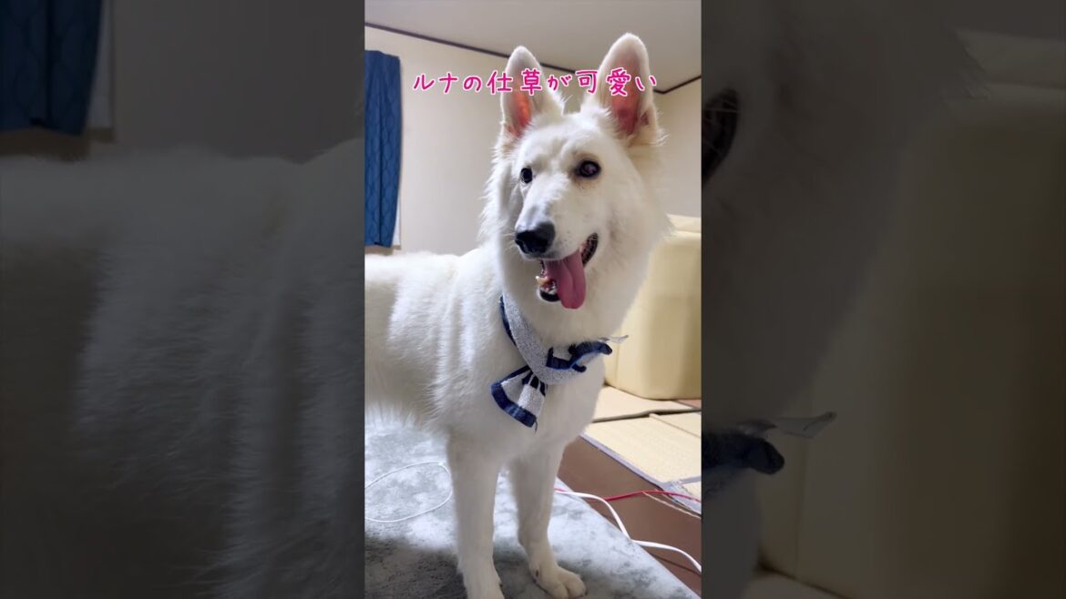 【ホワイトシェパード】話しかけた時の仕草が可愛くて好き #ホワイトスイスシェパード  #大型犬 #shorts