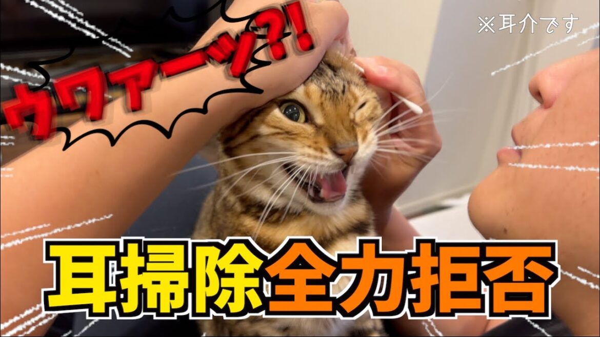 耳掃除をこの世の終わりレベルで嫌がる猫