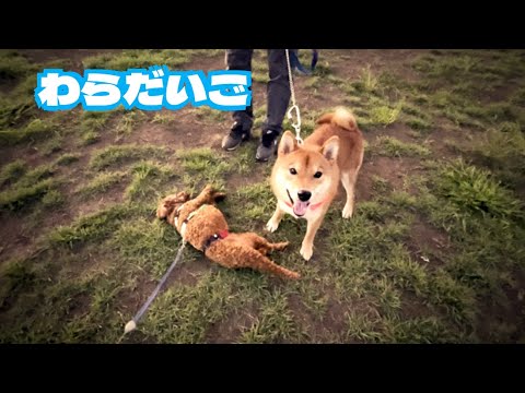 【犬友】8月の終わりに河川敷にて~【トイプードルのわらび】 【犬友】8月の終わりに河川敷にて~【トイプードルのわらび】