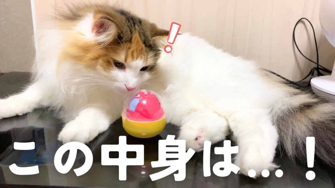 保護猫&北欧猫に「特別なガチャポン」をプレゼントすると…!【シャム猫/シャムミックス&ノルウェージャンフォレストキャット】 保護猫&北欧猫に「特別なガチャポン」をプレゼントすると…!【シャム猫/シャムミックス&ノルウェージャンフォレストキャット】