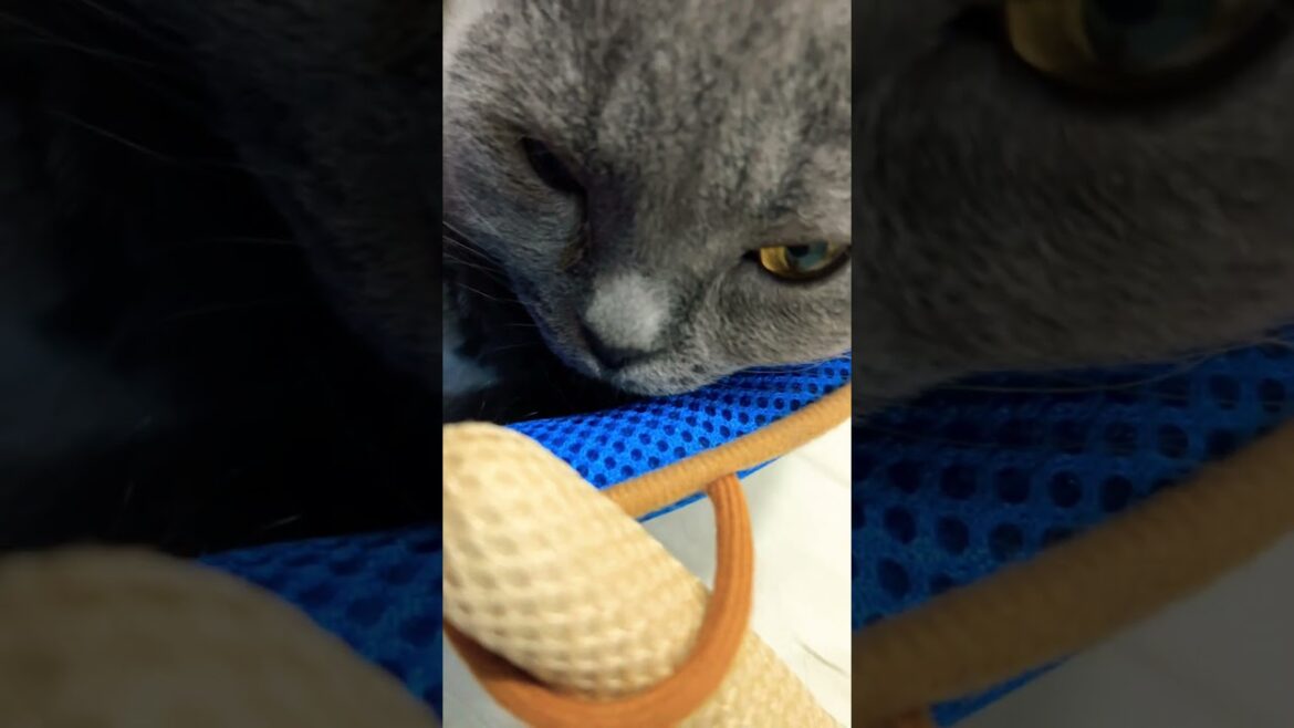 My cat loves to sleep.    #cat #cat #ねこ #シャルトリュー #chartreux #kawaii #にゃんこ #かわいい #japan #ネコ #猫