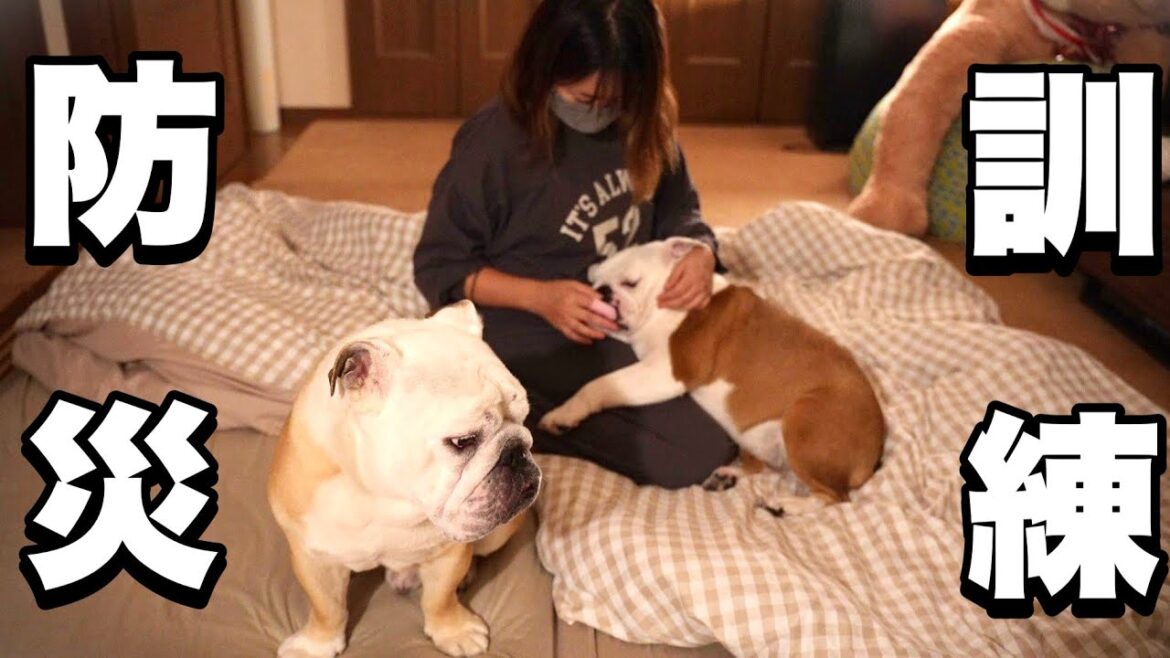 寝る前の歯磨きが気持ち良すぎてウトウトする妹犬と、ママをとられた事にちょっぴり嫉妬する兄犬が可愛すぎた！