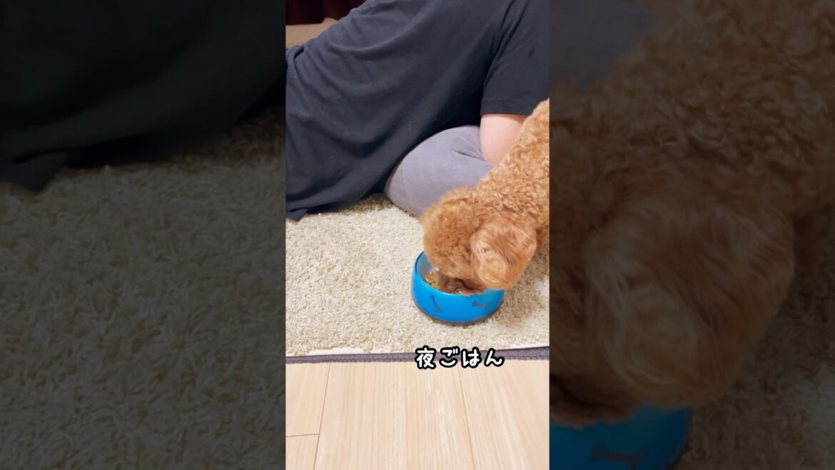 トイプードルの晩ごはんはこれ