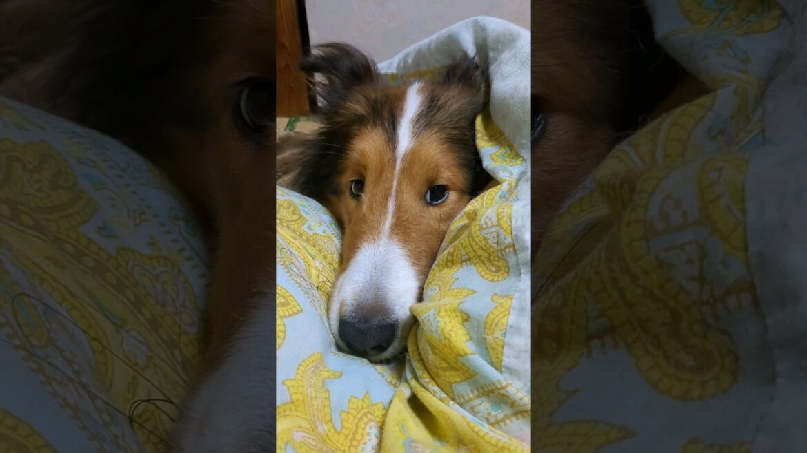 布団にむかってくしゃみをするシェルティ。