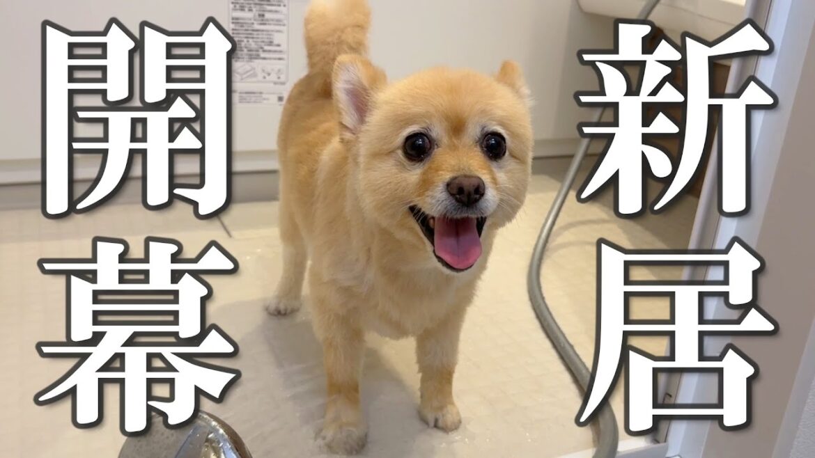 【ルーティン】31歳、独身、彼女なし。新居での新生活の始まり！