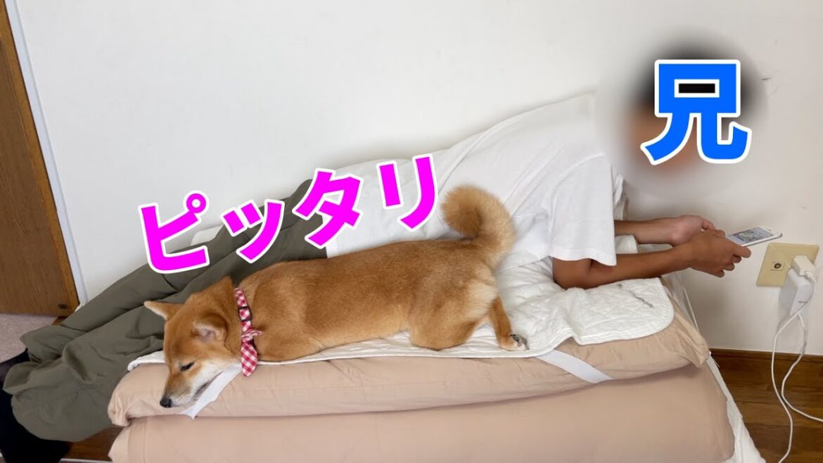 【柴犬小夏】お兄ちゃんとベッタリな時間は大切　終わりゆく夏　須磨海岸