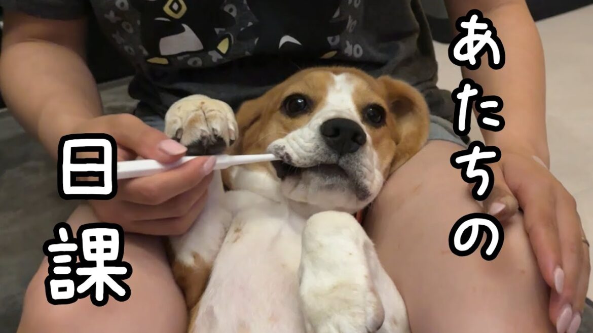 寝る前の日課 歯磨きタイム #beagle 寝る前の日課 歯磨きタイム #beagle