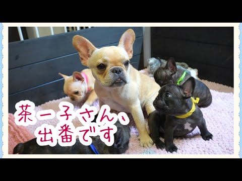 子犬と優しく遊ぶ、ミス茶ー子【フレンチブルドッグ 子犬】 子犬と優しく遊ぶ、ミス茶ー子【フレンチブルドッグ 子犬】