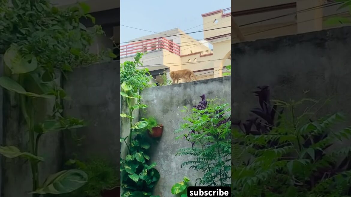 brown cat walking on the wall #shorts