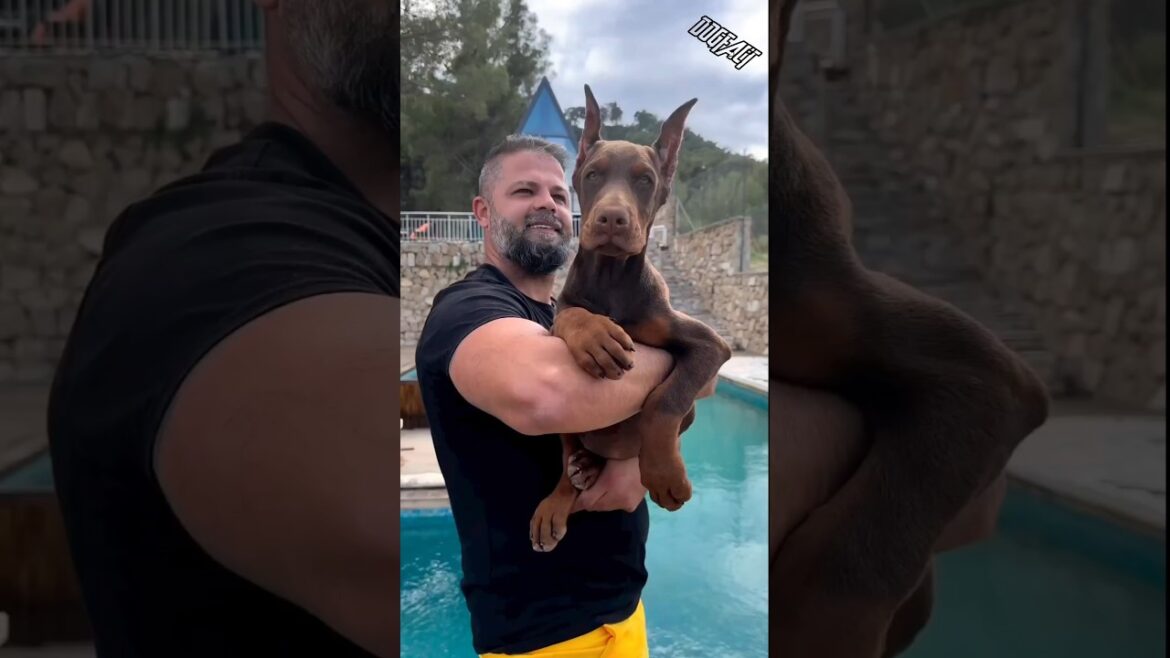 Doberman price in india 2023 || Doberman price in 2023 #shorts