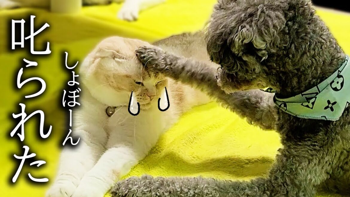 初めて犬パンチされて怒られてしまった猫がこうなりました 初めて犬パンチされて怒られてしまった猫がこうなりました