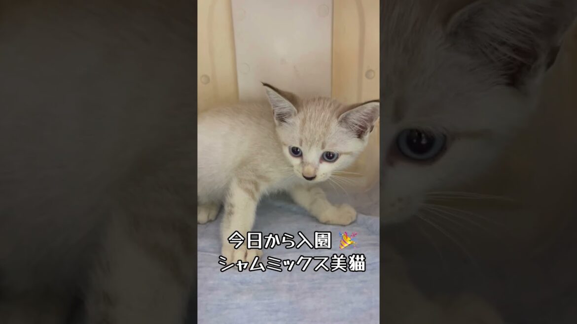 【保護 シャム猫】カッ!シャー!威勢よく威嚇するけど鳴き声かわいすぎ…💘目標ボス猫イケニャン大地くんを見に来てね💗 / rescued a kitten #shorts #癒やし #ボス猫 【保護 シャム猫】カッ!シャー!威勢よく威嚇するけど鳴き声かわいすぎ…💘目標ボス猫イケニャン大地くんを見に来てね💗 / rescued a kitten #shorts #癒やし #ボス猫
