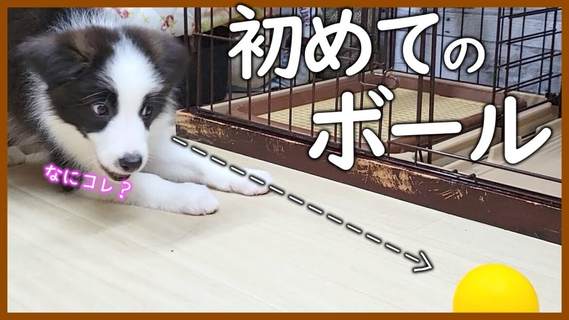 初めてボールを見た子犬の反応が可愛すぎて面白い😂【ボーダーコリー】