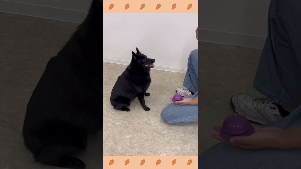 犬のようちえん・ほいくえん・お泊りトレーニング#子犬しつけ  #しつけ教室 #スキッパーキ  # トイプードル 　＃犬のしつけ#shorts #パピートレーニング