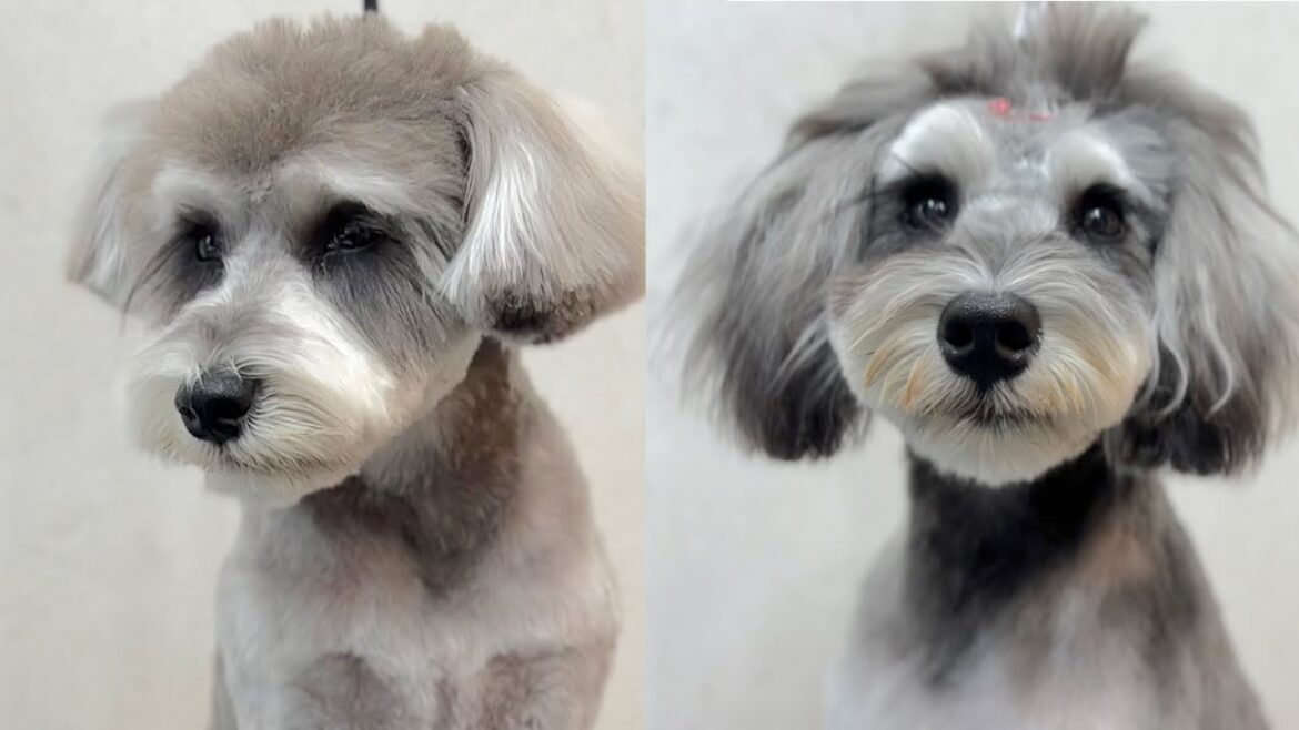 最高のプランで皮膚被毛を守るミニチュアシュナウザー♪(koaくん)(puaちゃん) 最高のプランで皮膚被毛を守るミニチュアシュナウザー♪(koaくん)(puaちゃん)