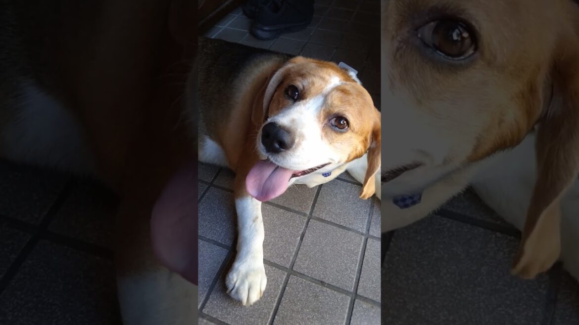 大好きな母親に足を拭いてもらって嬉しさ満開のビーグル犬・・・