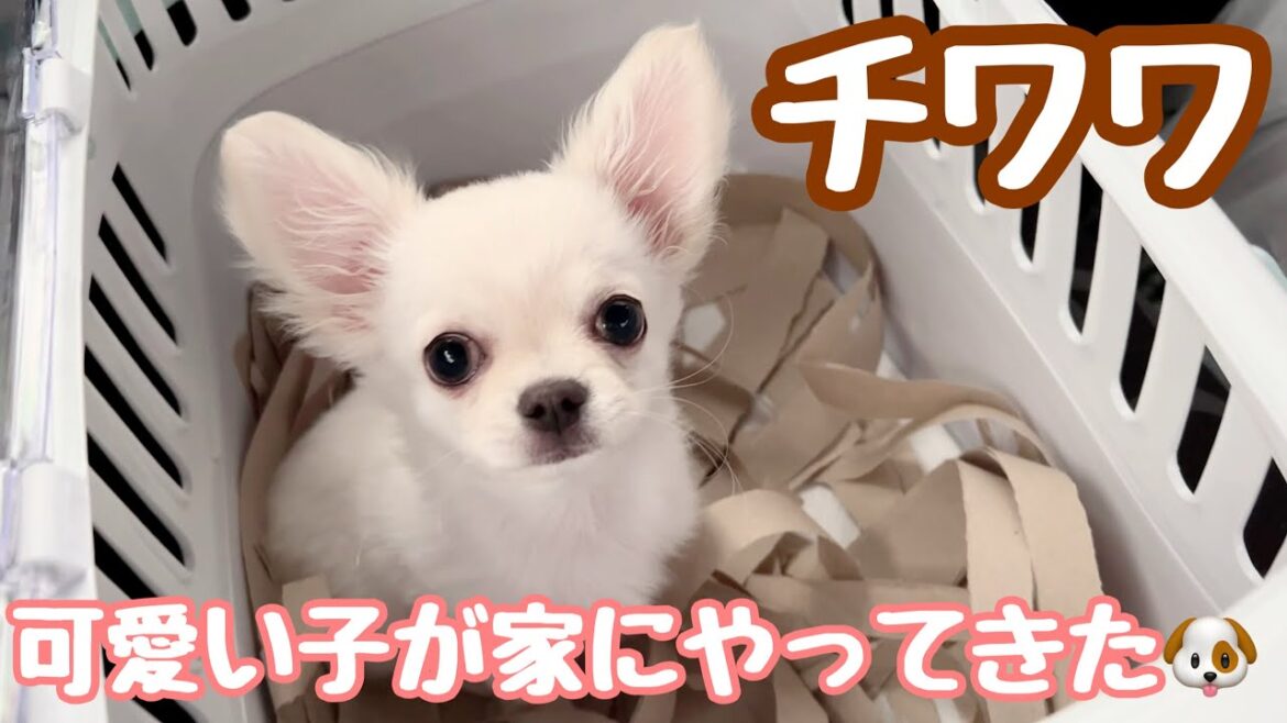 【お迎え初日】チワワの子犬を家族に迎えました🐶🏠