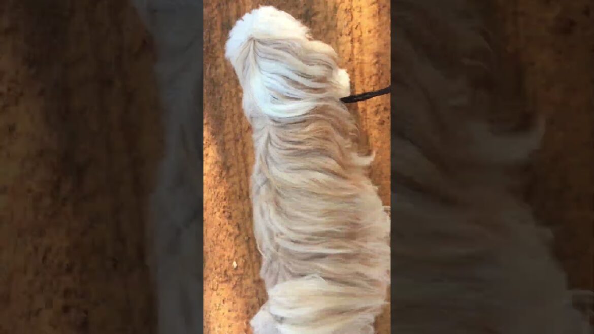 Patrick the Tibetan Terrier