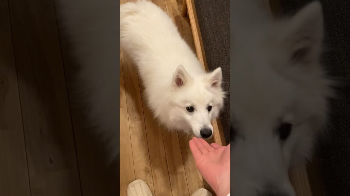 頭にハゲをつくった犬にカーラーをつけたら反応が悲しかった　#日本スピッツ #japanesespitz #shorts #真菌
