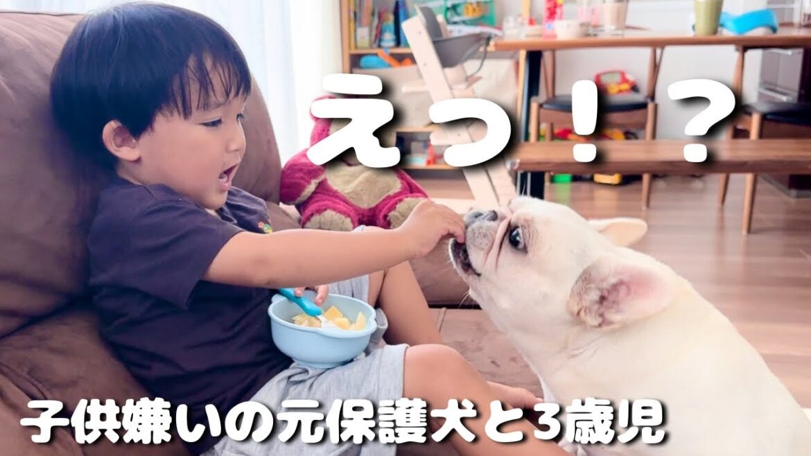 子供嫌いの元保護犬が3歳児に自ら必死に近寄る…