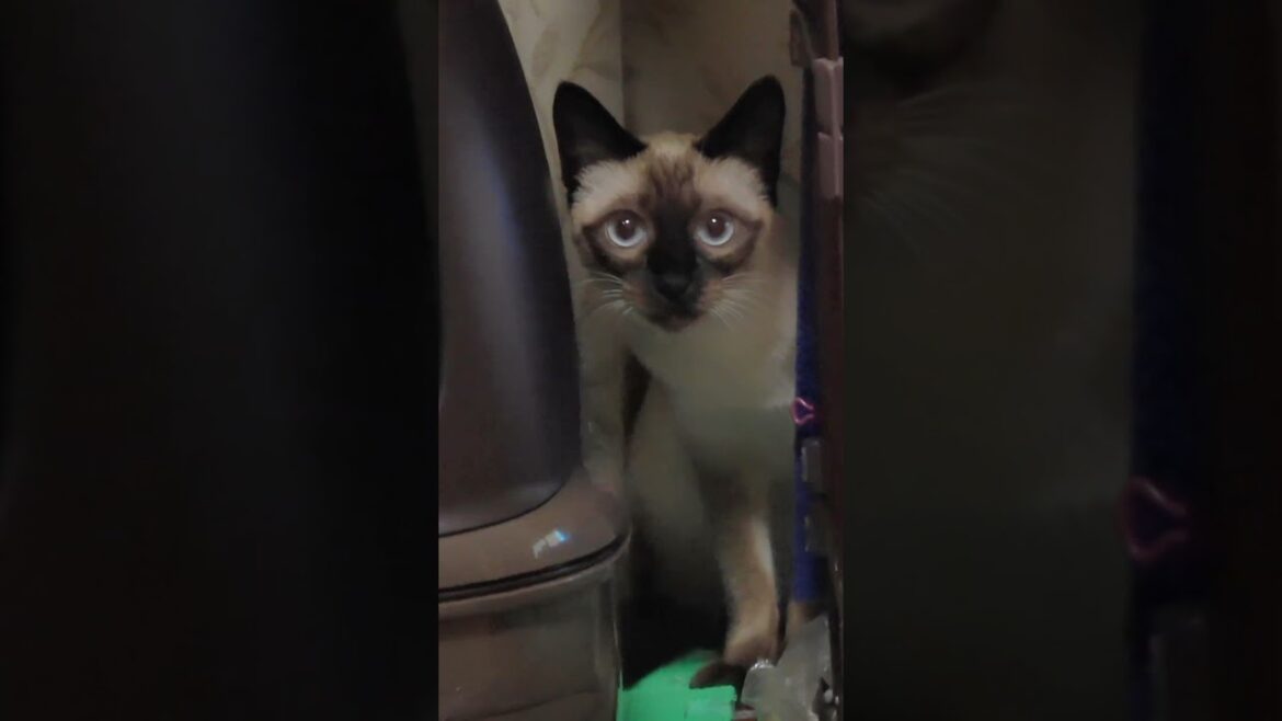 一瞬にして姿を消すシャム猫😲 #Shorts #シャム猫