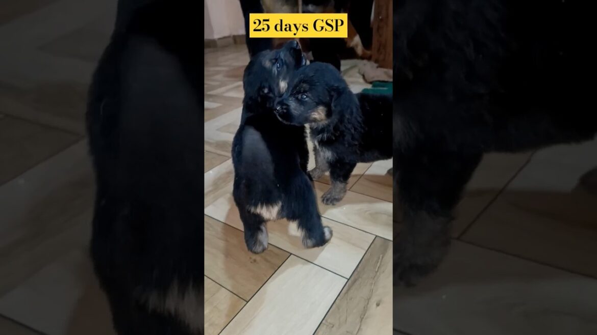 #dog #doglover #germanshepherd #youtubeshorts